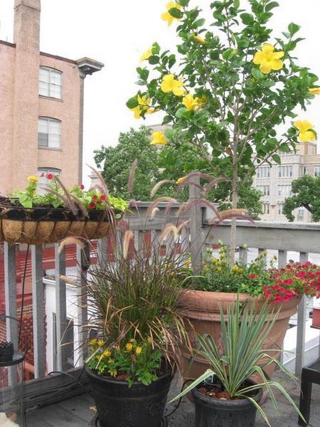 backyard-ideas-balcony-decorating-flowers-plants
