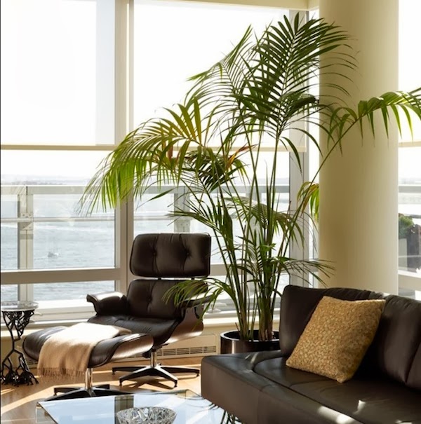 Cool Modern Living Rooms Decorated With Plants