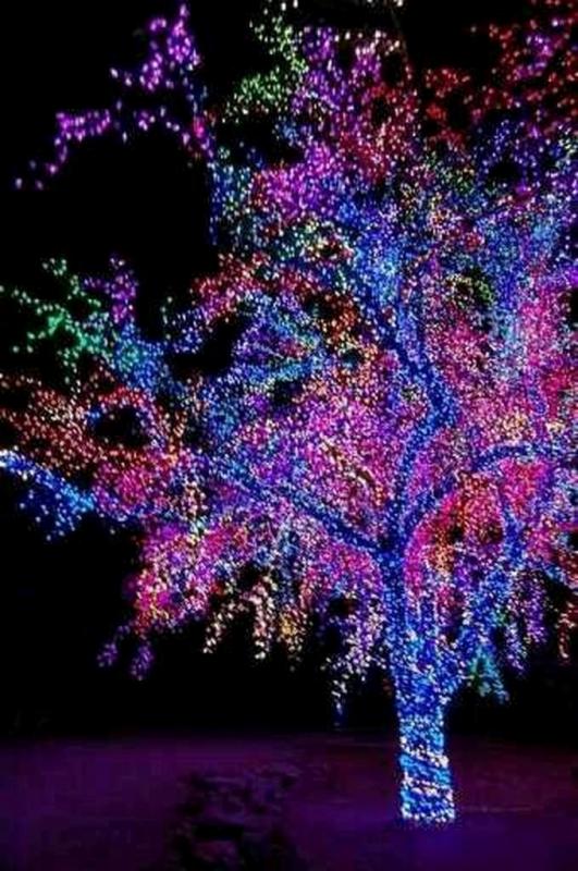 christmas-lights-on-trees
