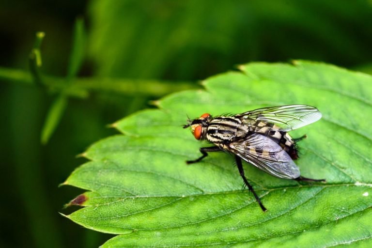 Flesh Flies & Disease